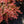 Load image into Gallery viewer, Admiration Barberry