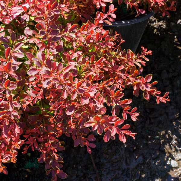 Admiration Barberry