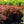 Load image into Gallery viewer, Admiration Barberry
