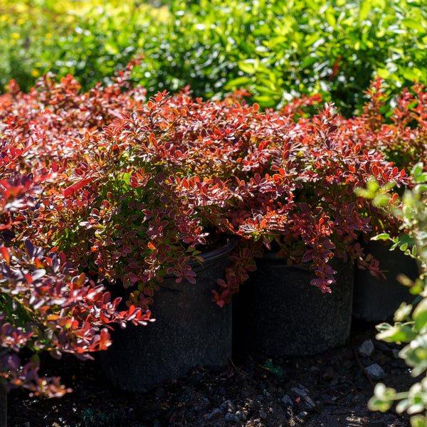 Admiration Barberry