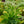 Load image into Gallery viewer, Luteovariegatum Aeonium - Succulents - Houseplants