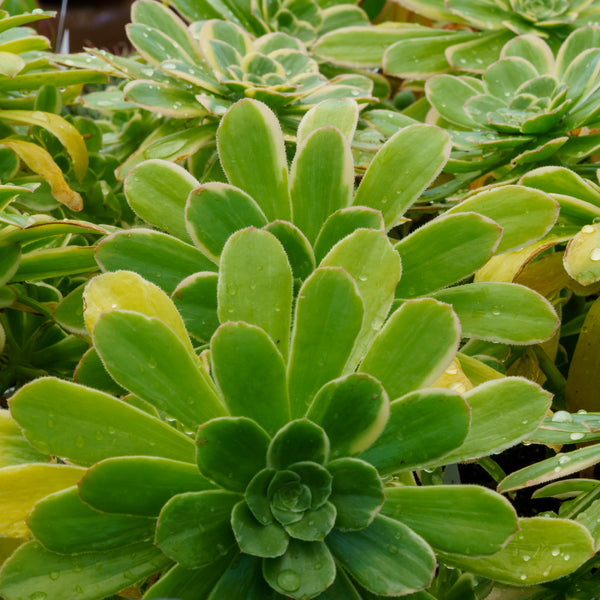 Golden Variegated Aeonium