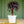 Load image into Gallery viewer, Black Tree Aeonium - Succulents - Housepants