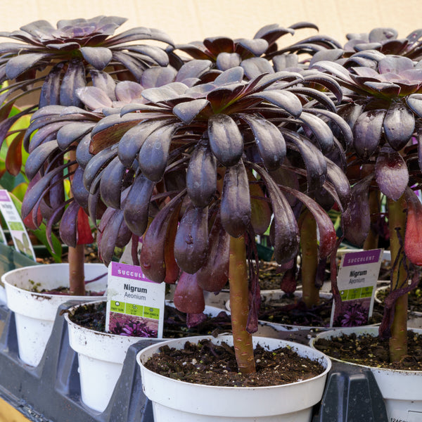 Black Tree Aeonium - Succulents - Housepants