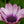 Load image into Gallery viewer, African Daisy