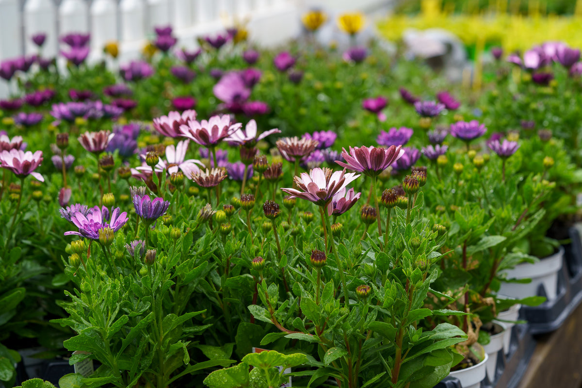 African Daisy – Plant Detectives