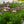 Load image into Gallery viewer, African Daisy