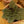 Load image into Gallery viewer, African Violet