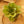 Load image into Gallery viewer, African Violet