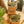 Load image into Gallery viewer, African Violet