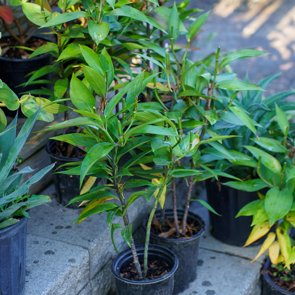 asiatic lily after eight After Eight Lily – Plant Detectives