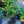Load image into Gallery viewer, After Eight Lily