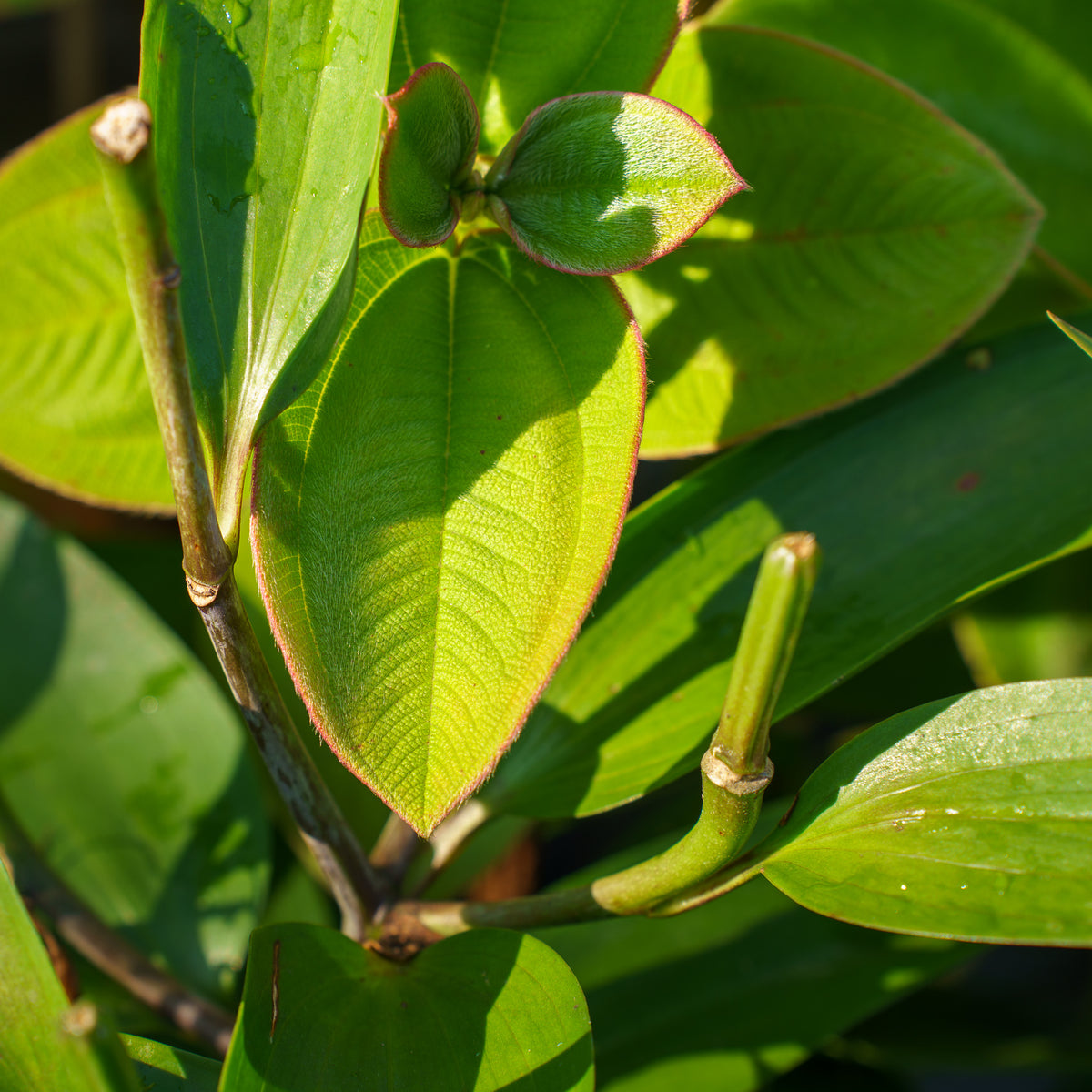 asiatic lily after eight After Eight Lily – Plant Detectives