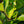 Load image into Gallery viewer, After Eight Lily