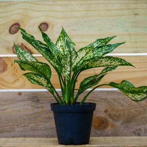 Spring Snow Chinese Evergreen - Aglaonema - Houseplants