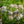 Load image into Gallery viewer, Agnes Smith Lilac - Lilac - Shrubs