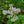 Load image into Gallery viewer, Agnes Smith Lilac - Lilac - Shrubs