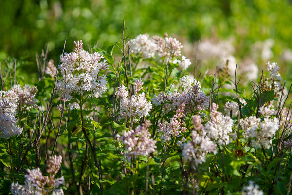 Agnes Smith Lilac - Lilac - Shrubs