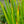 Load image into Gallery viewer, Agoga-Kujyo Japanese Iris