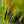 Load image into Gallery viewer, Agoga-Kujyo Japanese Iris