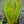 Load image into Gallery viewer, Agoga-Kujyo Japanese Iris