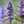 Load image into Gallery viewer, Chocolate Chip Bugleweed