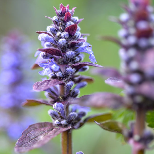 Chocolate Chip Bugleweed