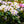 Load image into Gallery viewer, Album Elegans Rhododendron - Rhododendron - Shrubs