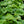 Load image into Gallery viewer, Alexander's Great Brunnera