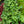 Load image into Gallery viewer, Alexander's Great Brunnera