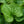 Load image into Gallery viewer, Alexander's Great Brunnera