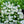 Load image into Gallery viewer, Alexander's White Candytuft