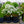 Load image into Gallery viewer, Alexander's White Candytuft