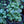 Load image into Gallery viewer, Alexandria Brunnera