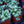 Load image into Gallery viewer, Alexandria Brunnera