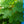 Load image into Gallery viewer, Alice Oakleaf Hydrangea