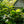 Load image into Gallery viewer, Alice Oakleaf Hydrangea