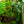 Load image into Gallery viewer, Alice Oakleaf Hydrangea