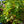 Load image into Gallery viewer, Alice Oakleaf Hydrangea