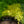 Load image into Gallery viewer, All Gold Japanese Forest Grass