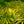 Load image into Gallery viewer, All Gold Japanese Forest Grass