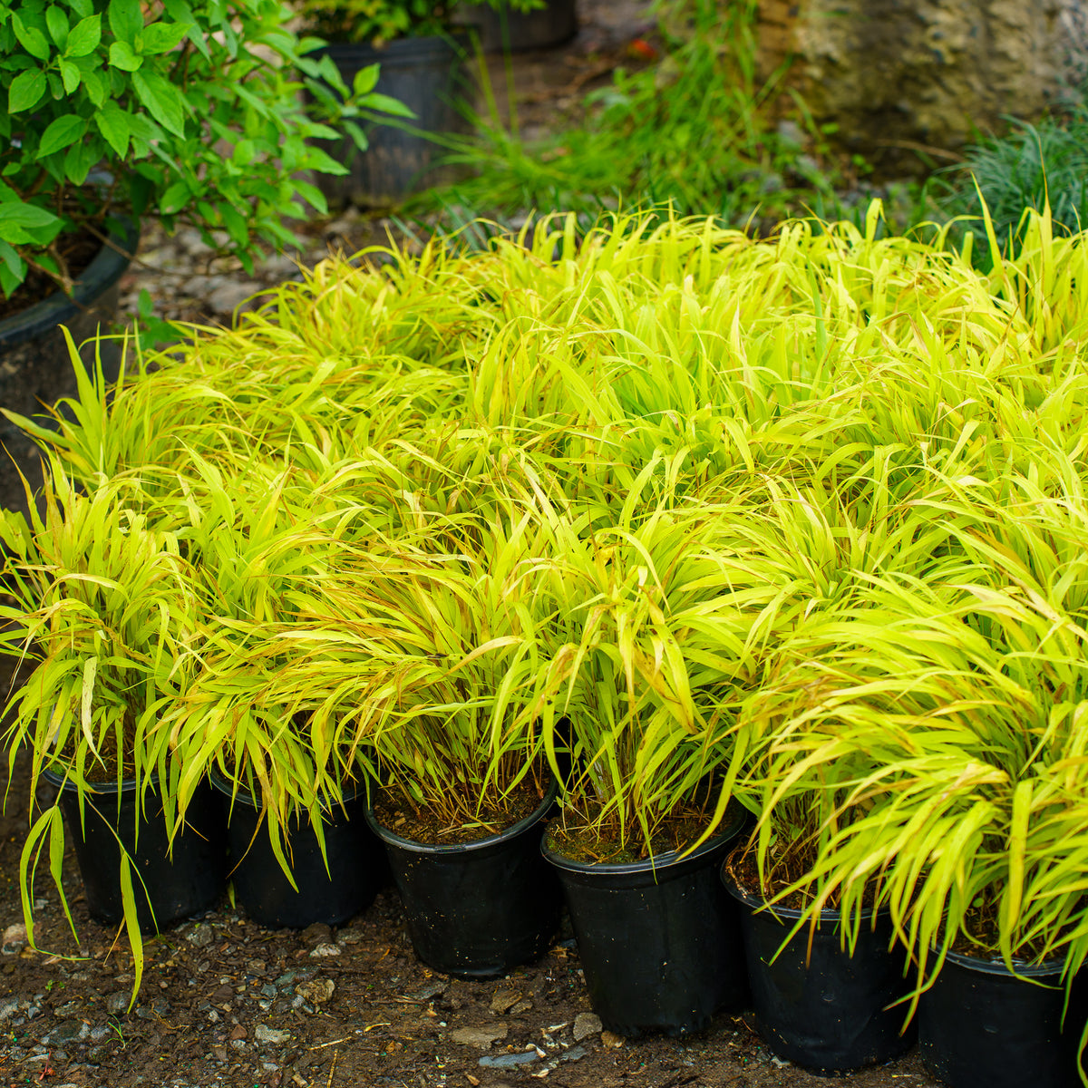 All Gold Japanese Forest Grass – Plant Detectives