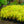 Load image into Gallery viewer, All Gold Japanese Forest Grass