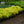 Load image into Gallery viewer, All Gold Japanese Forest Grass
