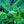 Load image into Gallery viewer, Allegro Oriental Poppy