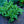 Load image into Gallery viewer, Allegro Oriental Poppy