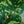 Load image into Gallery viewer, Hilo Beauty Elephant Ear