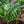 Load image into Gallery viewer, Hilo Beauty Elephant Ear