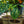 Load image into Gallery viewer, Hilo Beauty Elephant Ear