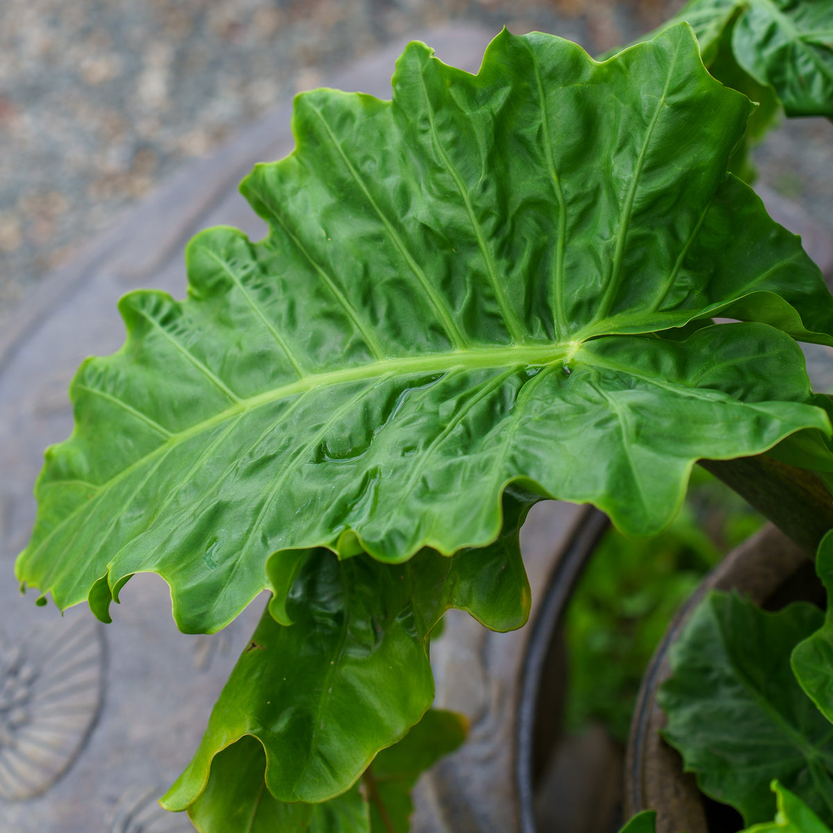 Low Rider Elephant Ear  Plant Detectives